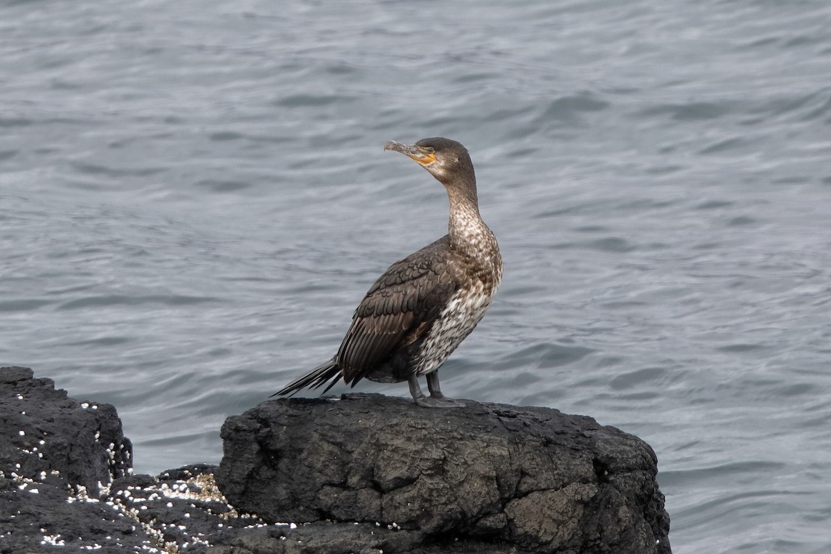 Great Cormorant (North Atlantic) - Holger Teichmann