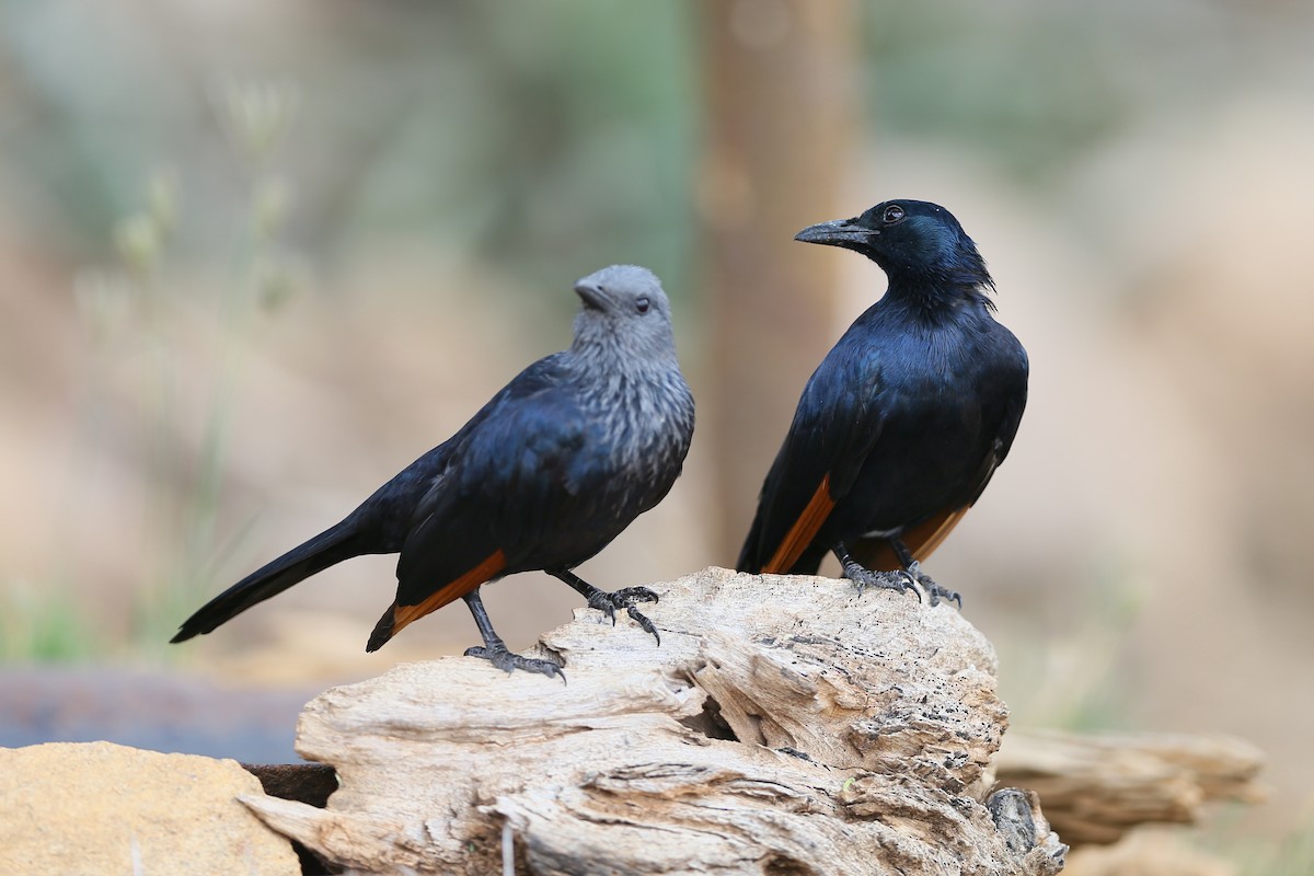 Red-winged Starling - ML204178111