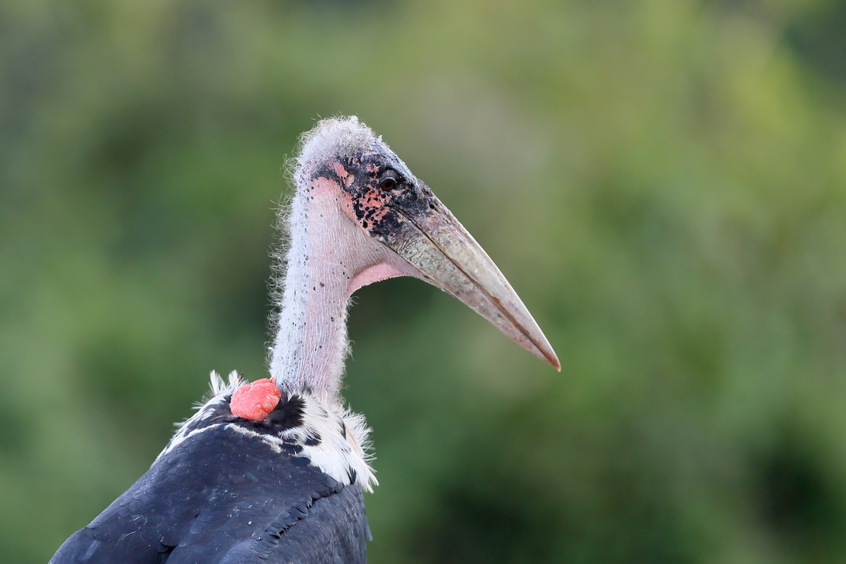 Marabou Stork - Holger Teichmann