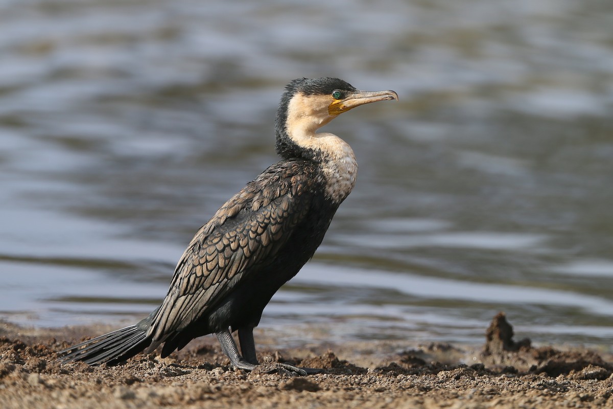 Great Cormorant (White-breasted) - Holger Teichmann