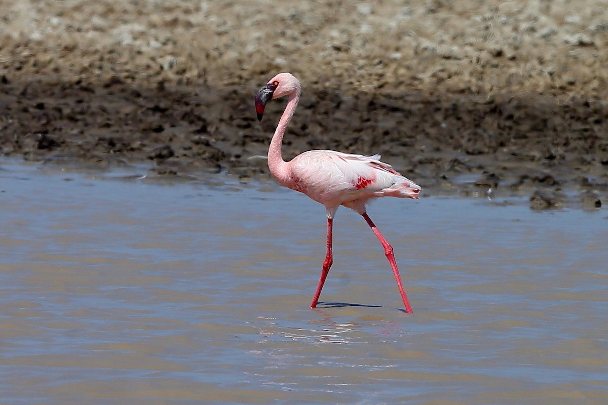 Lesser Flamingo - Holger Teichmann