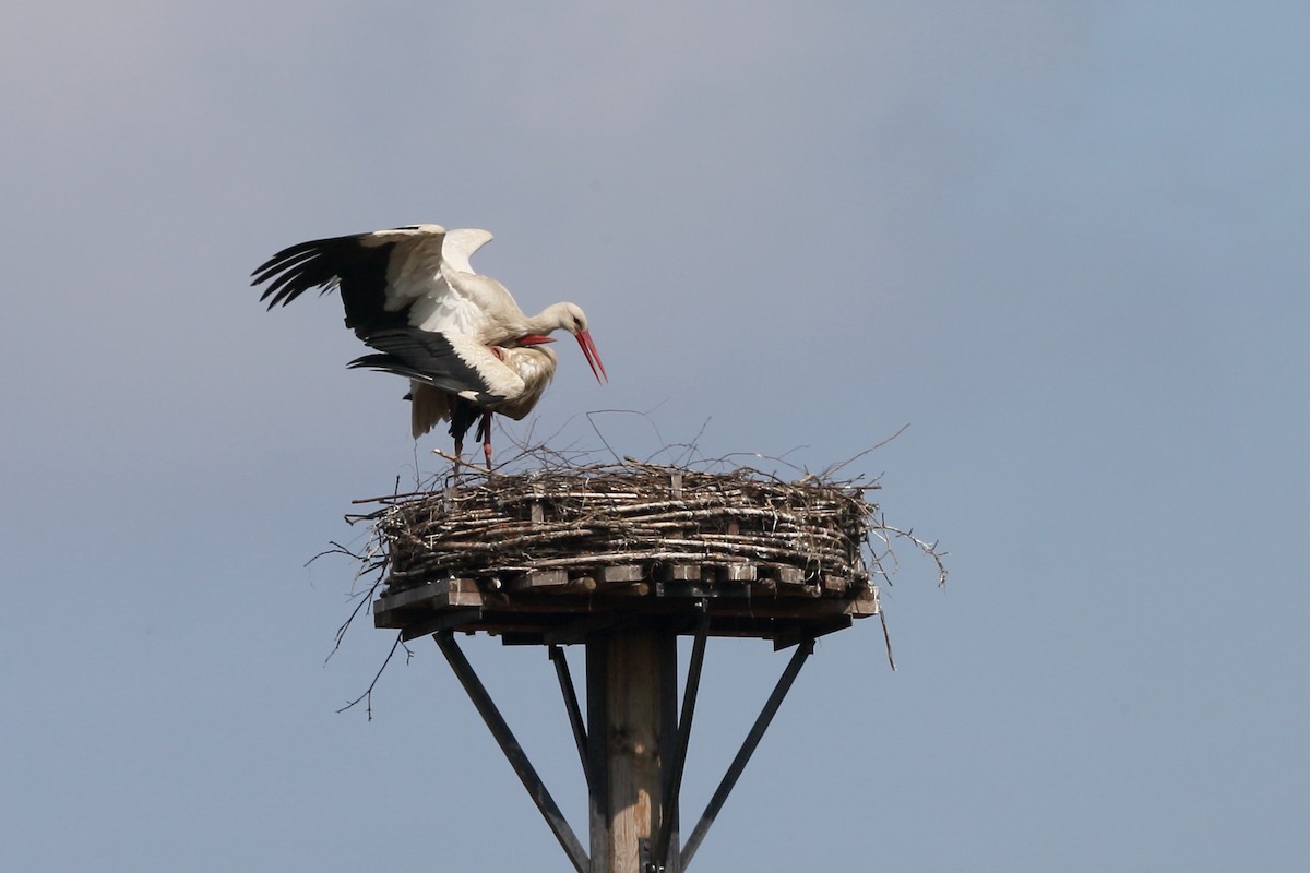 White Stork - Holger Teichmann