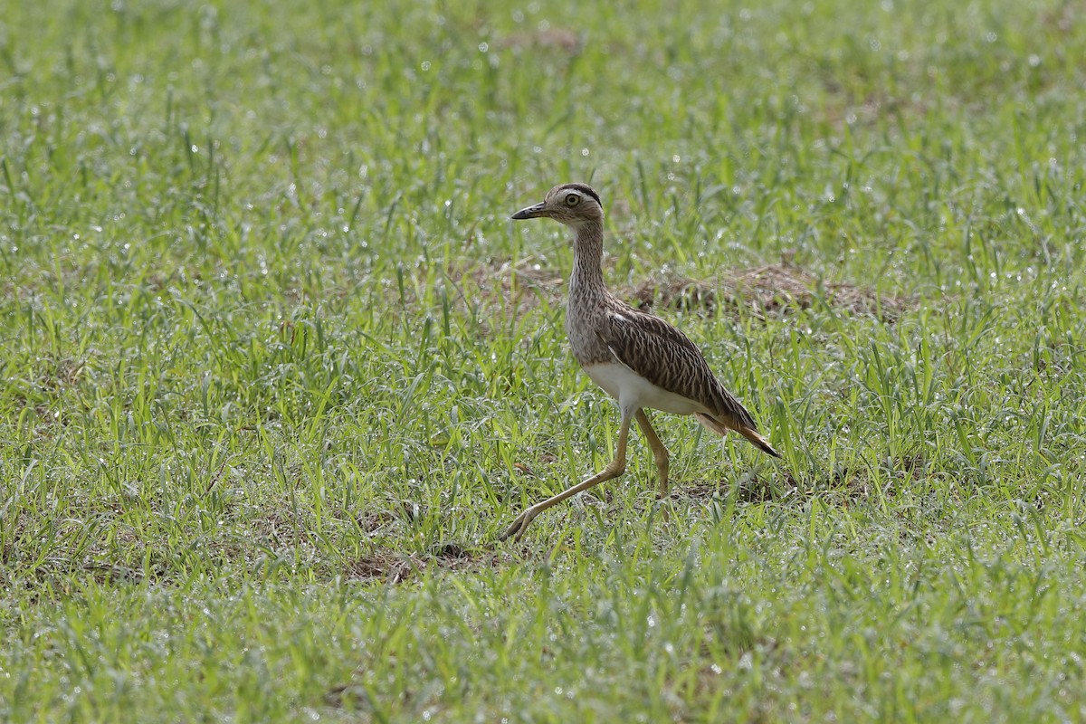 Double-striped Thick-knee - Holger Teichmann