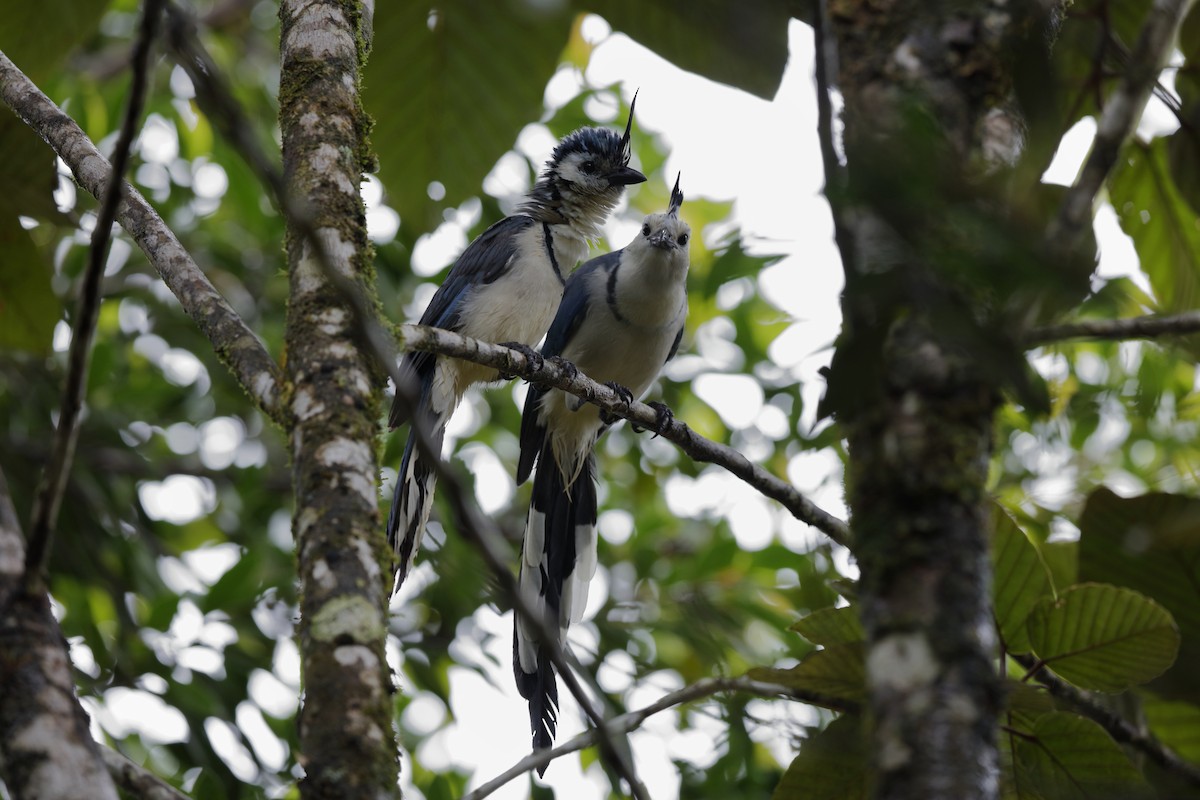White-throated Magpie-Jay - ML204179401