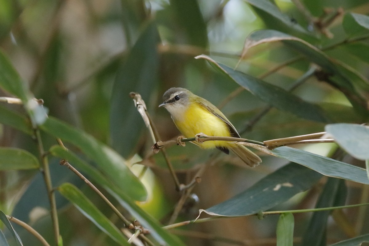 Yellow-bellied Warbler - ML204179941