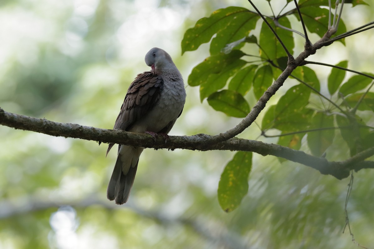 Mountain Imperial-Pigeon - ML204179971