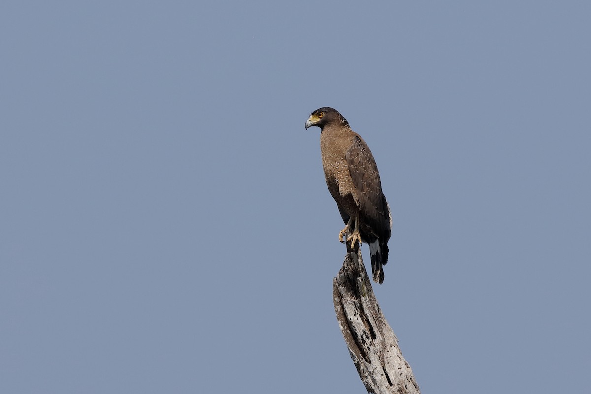 Crested Serpent-Eagle - ML204180121