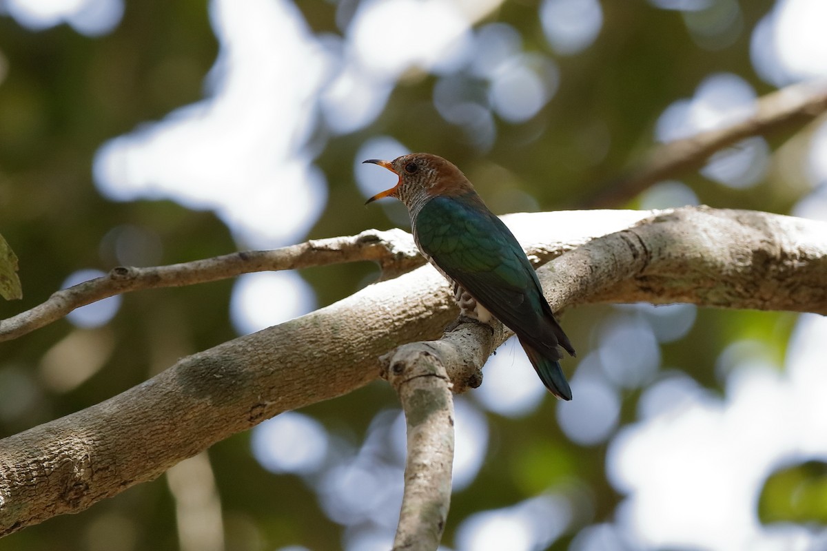 Asian Emerald Cuckoo - Holger Teichmann