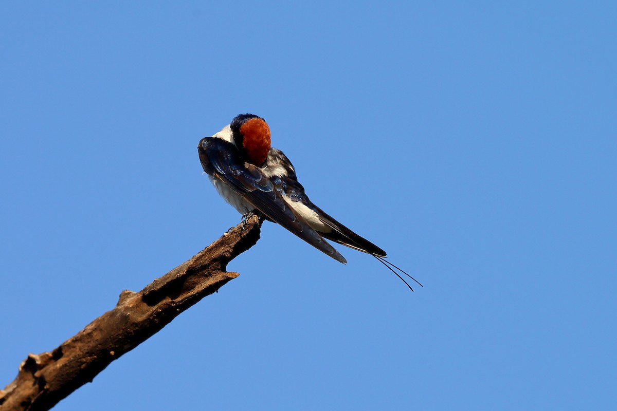 Wire-tailed Swallow - ML204180341