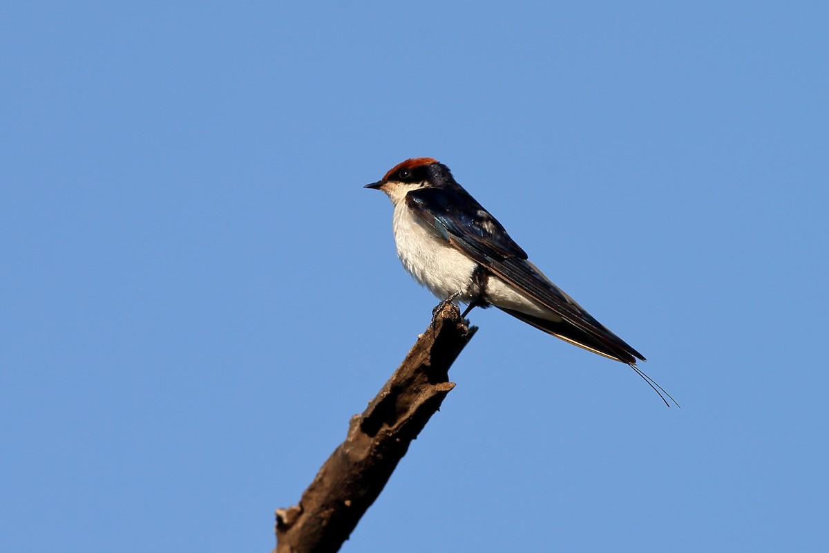 Wire-tailed Swallow - ML204180351