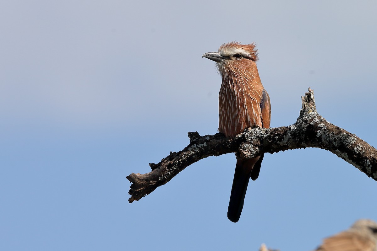 Rufous-crowned Roller - Holger Teichmann