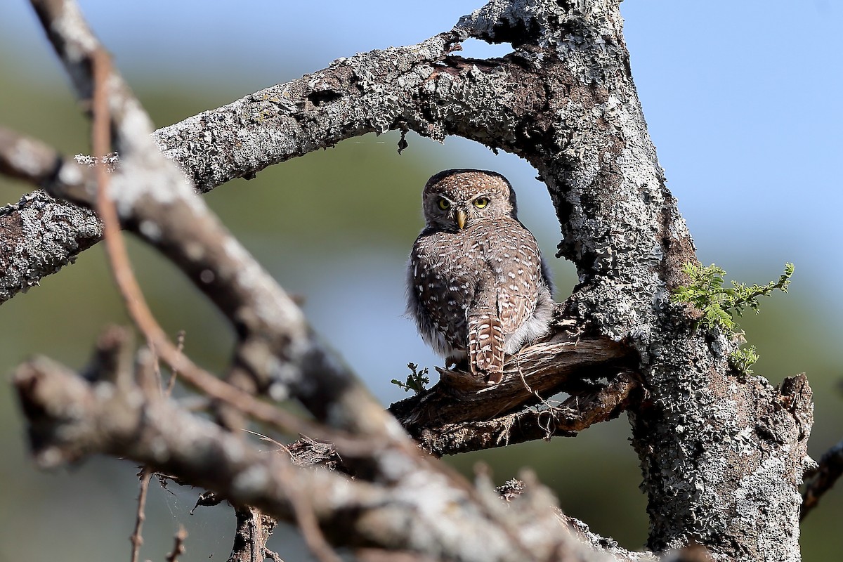 Pearl-spotted Owlet - ML204180411