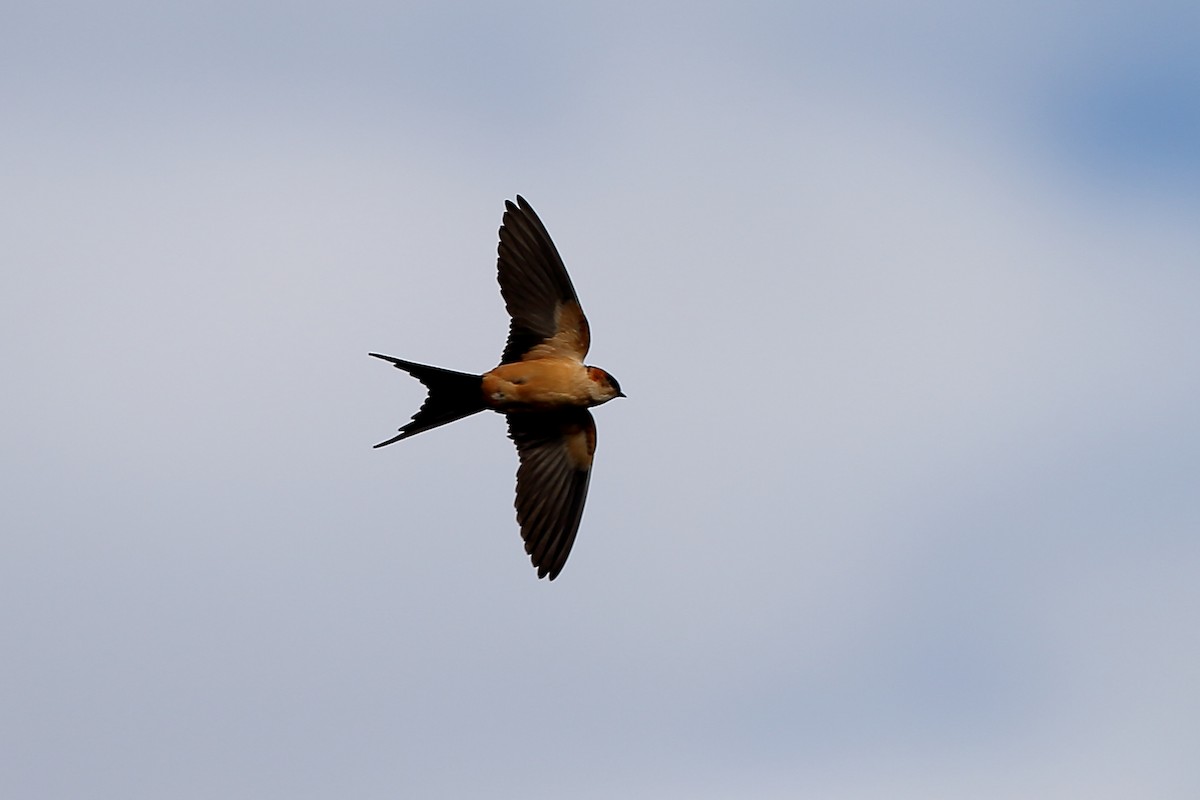 Red-rumped Swallow (Red-rumped) - Holger Teichmann
