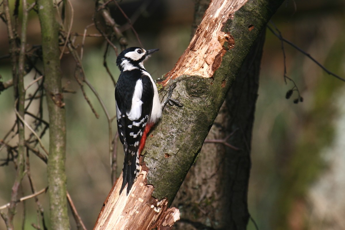 Great Spotted Woodpecker (Great Spotted) - ML204180981