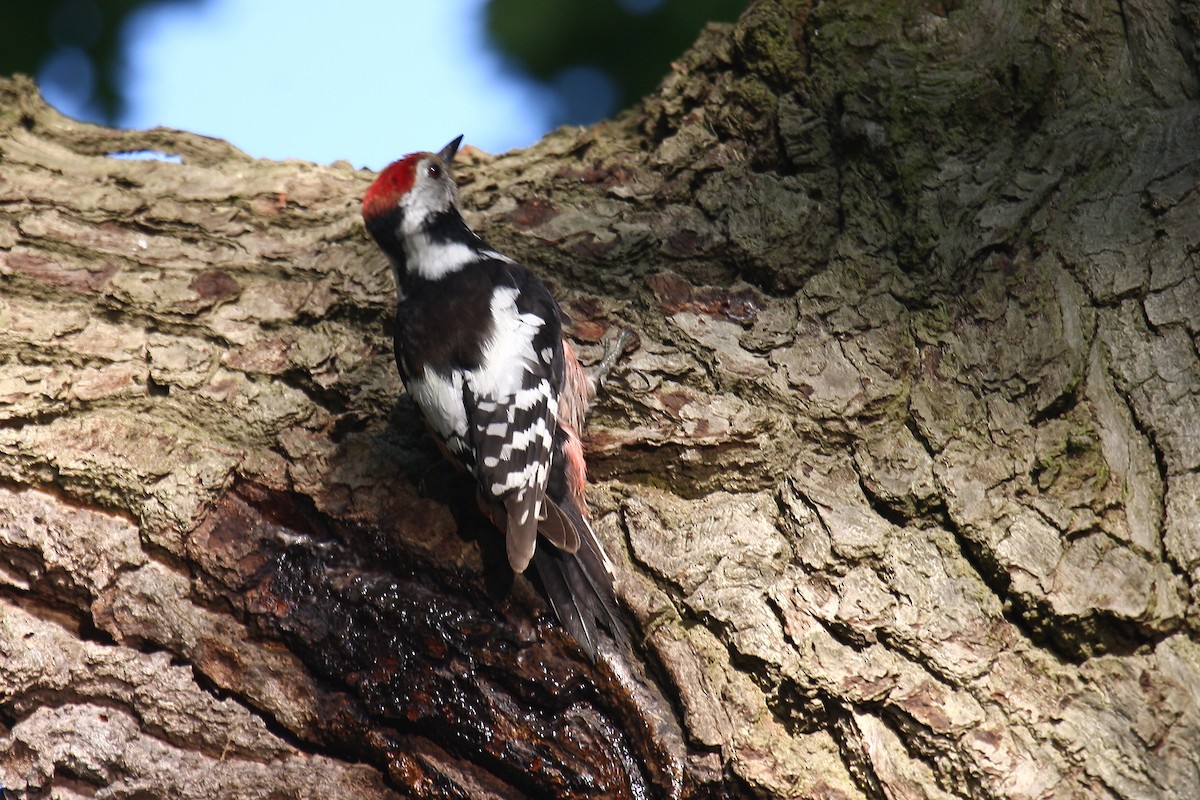 Middle Spotted Woodpecker - Holger Teichmann