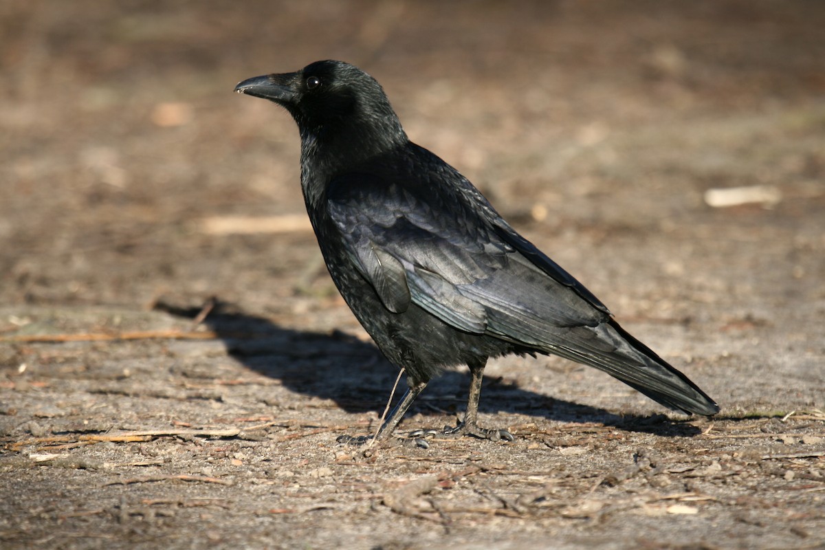 Carrion Crow - Holger Teichmann