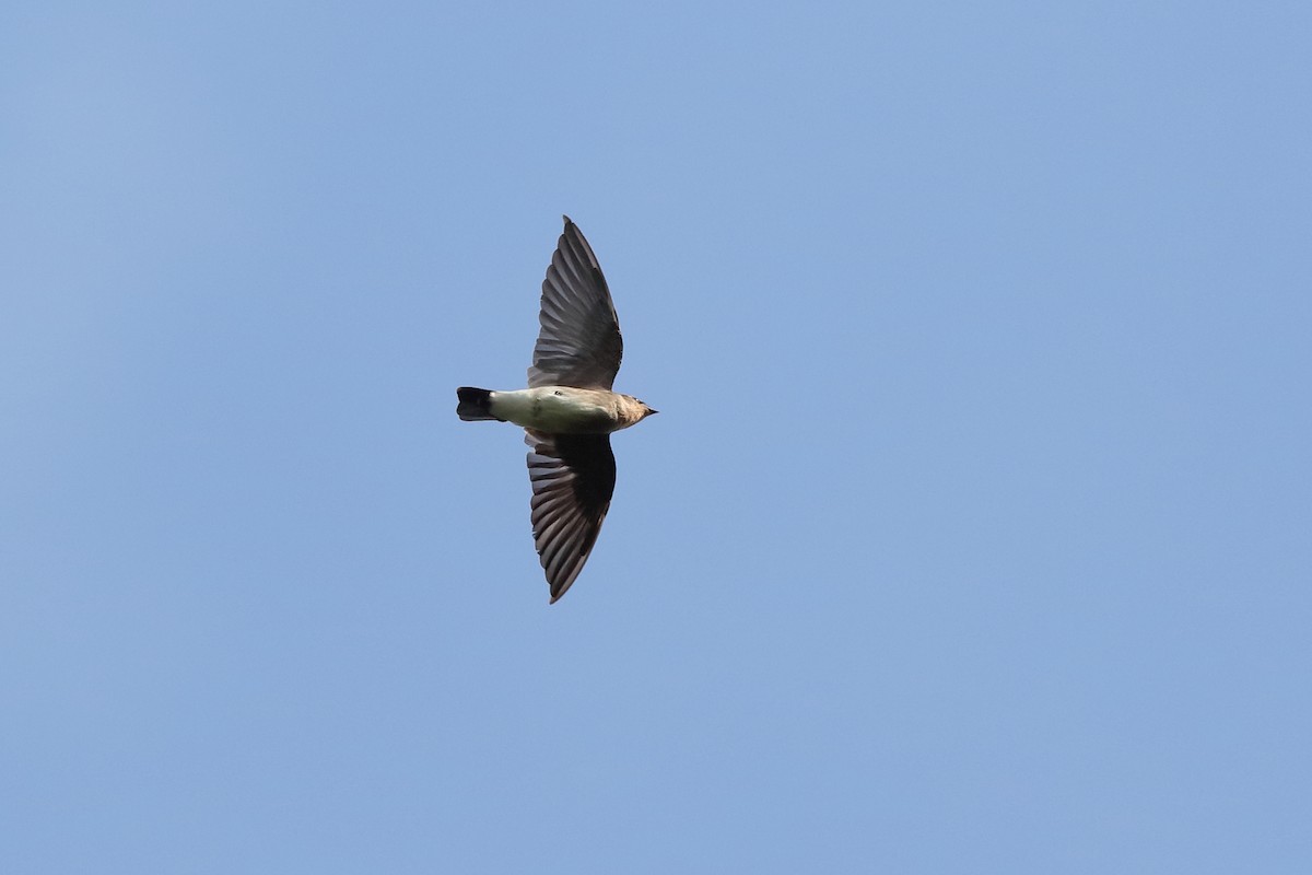 Southern Rough-winged Swallow - Holger Teichmann