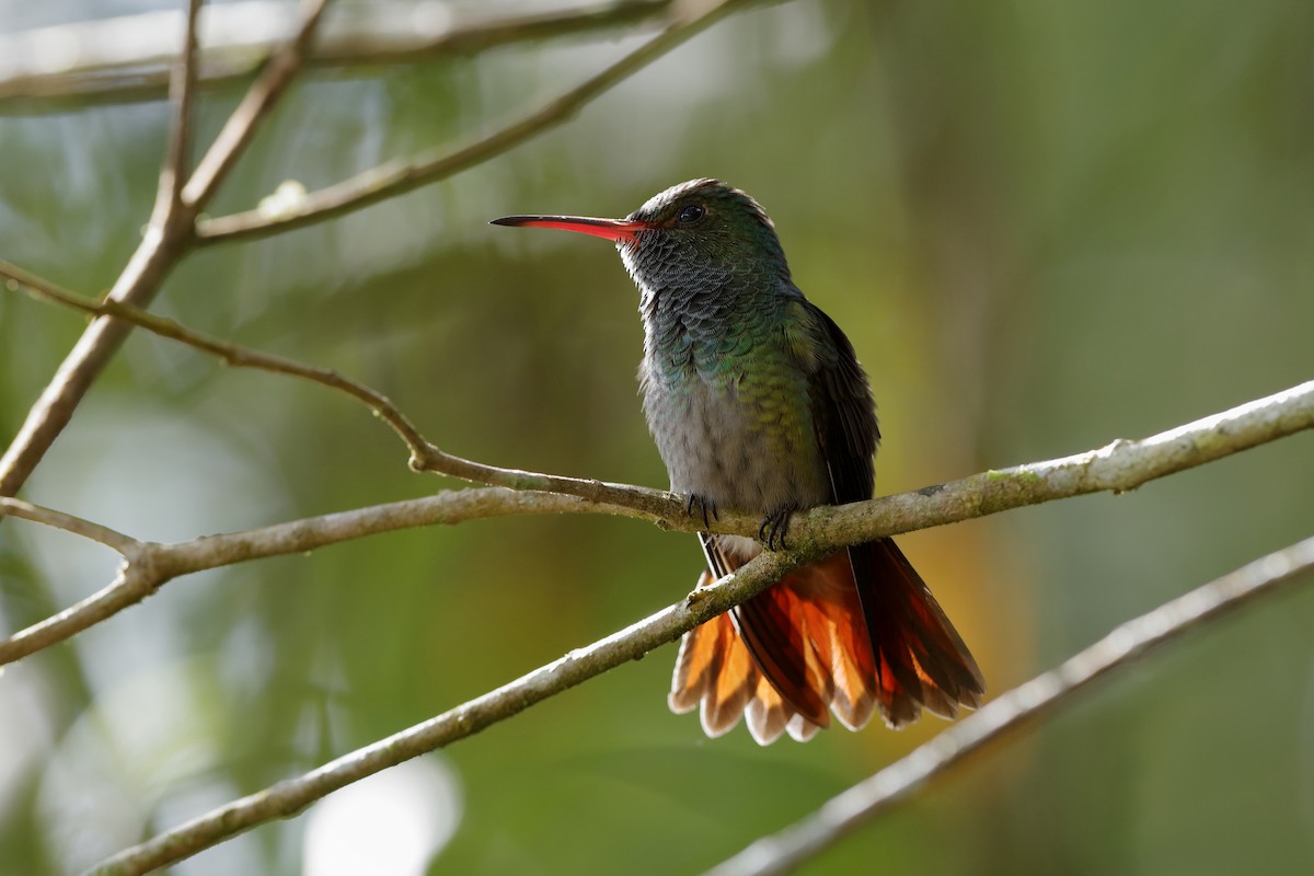 Rufous-tailed Hummingbird - Holger Teichmann