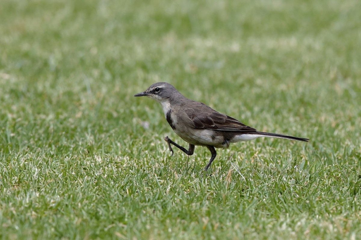 Cape Wagtail - ML204181691