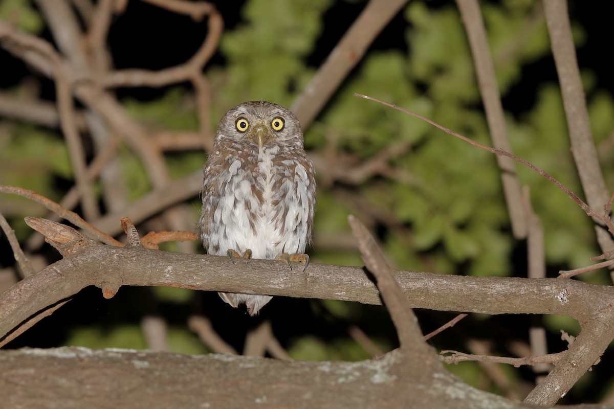 Pearl-spotted Owlet - ML204181921