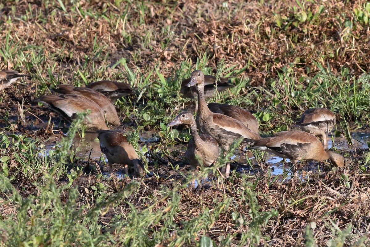 Fulvous Whistling-Duck - ML204182401