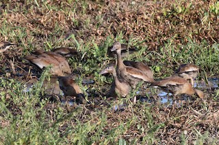 Fulvous Whistling-Duck, ML204182401