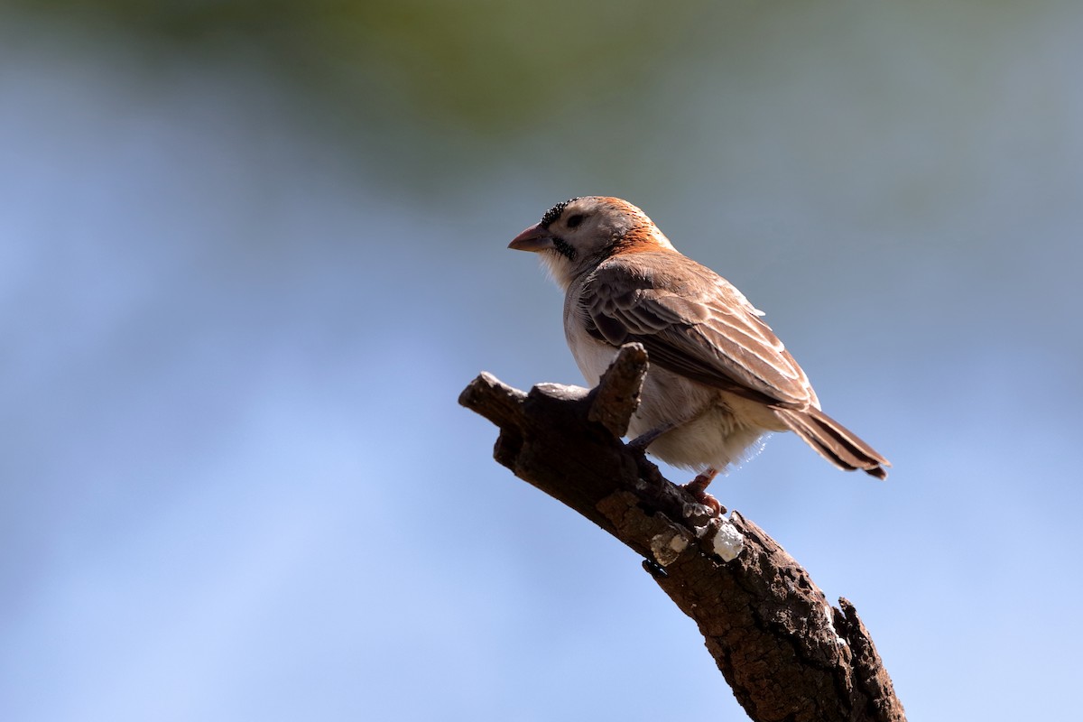 Speckle-fronted Weaver - ML204182971