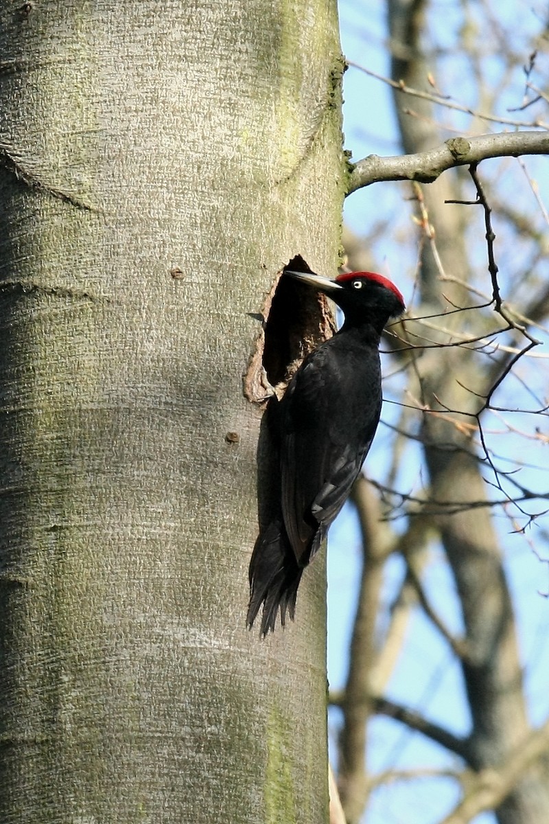 Black Woodpecker - Holger Teichmann