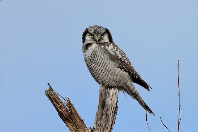 オナガフクロウ Ulula Tianschanica Ebird