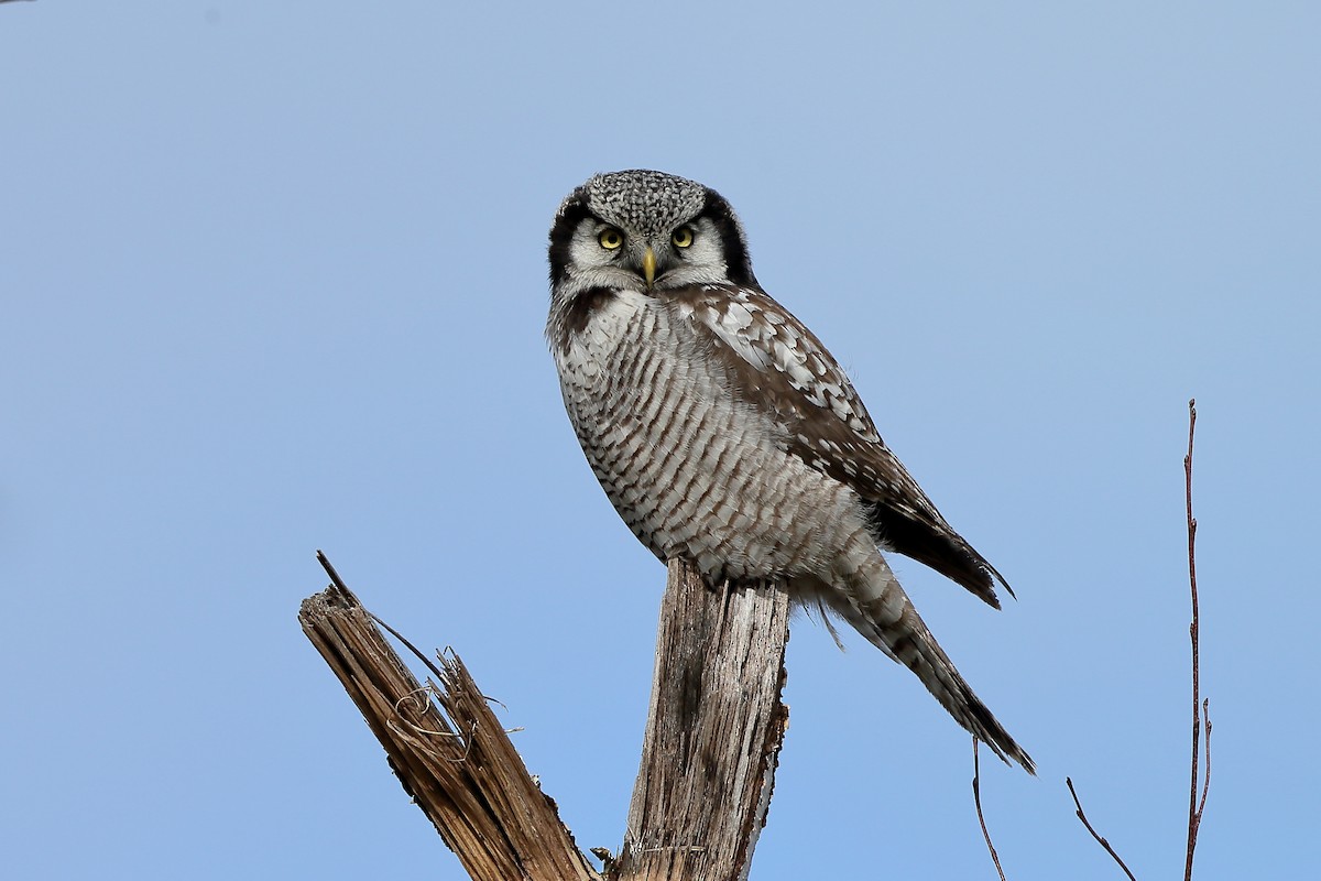 Northern Hawk Owl (Eurasian) - Holger Teichmann