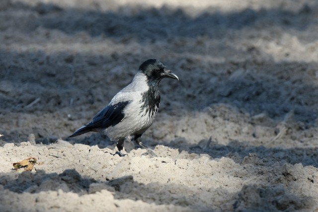 ズキンガラス Cornix グループ Ebird