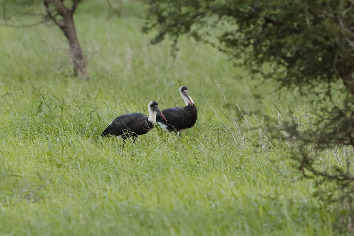 African Woolly-necked Stork - ML204183601