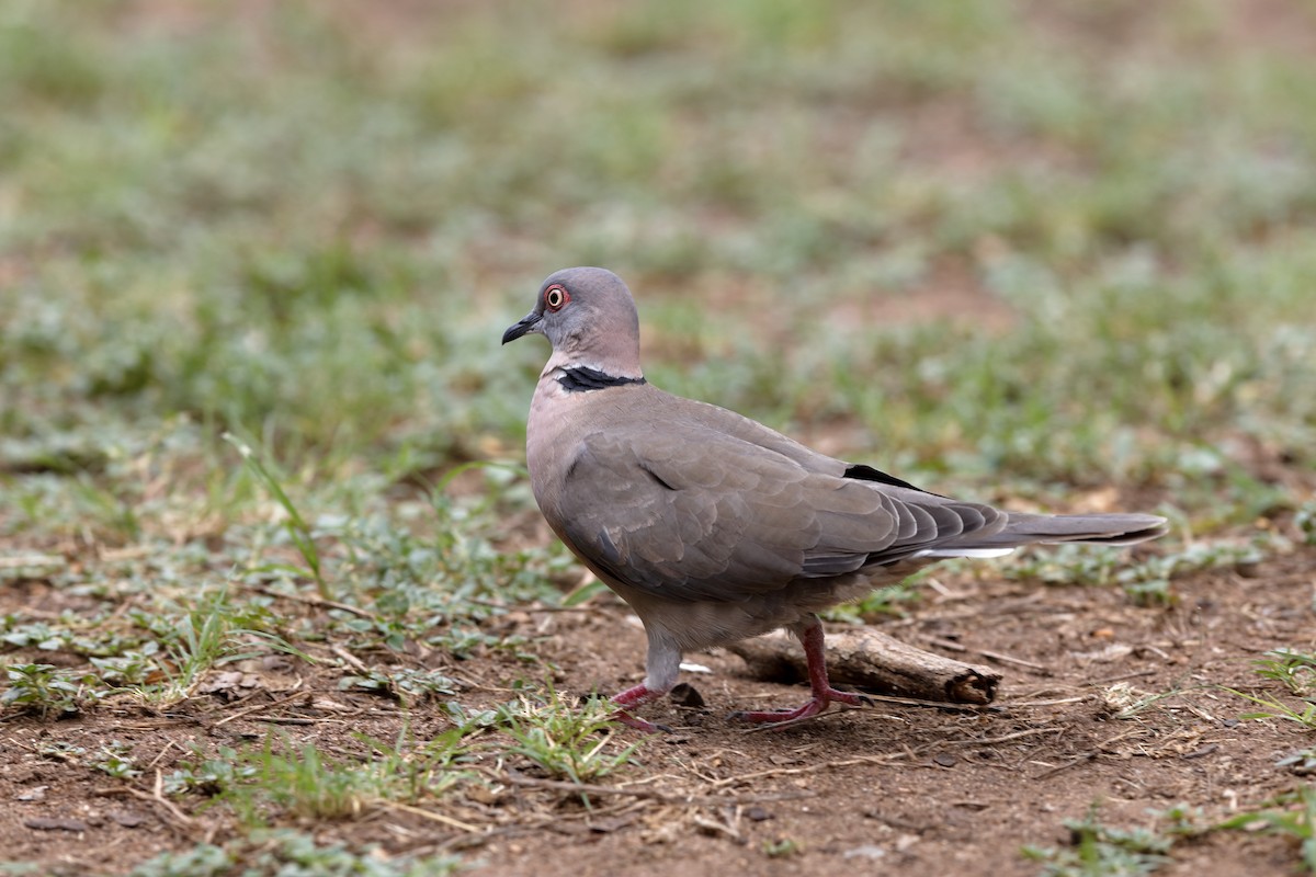 Mourning Collared-Dove - ML204183671