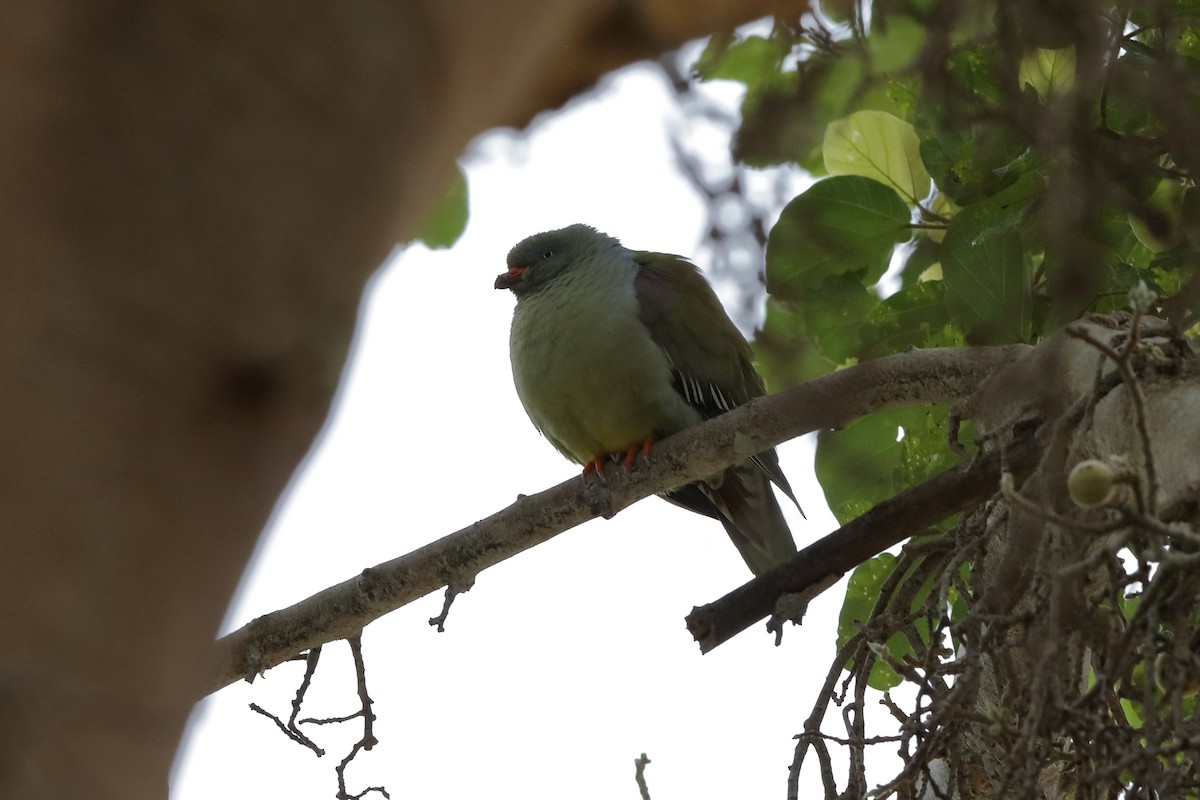 African Green-Pigeon - ML204183751