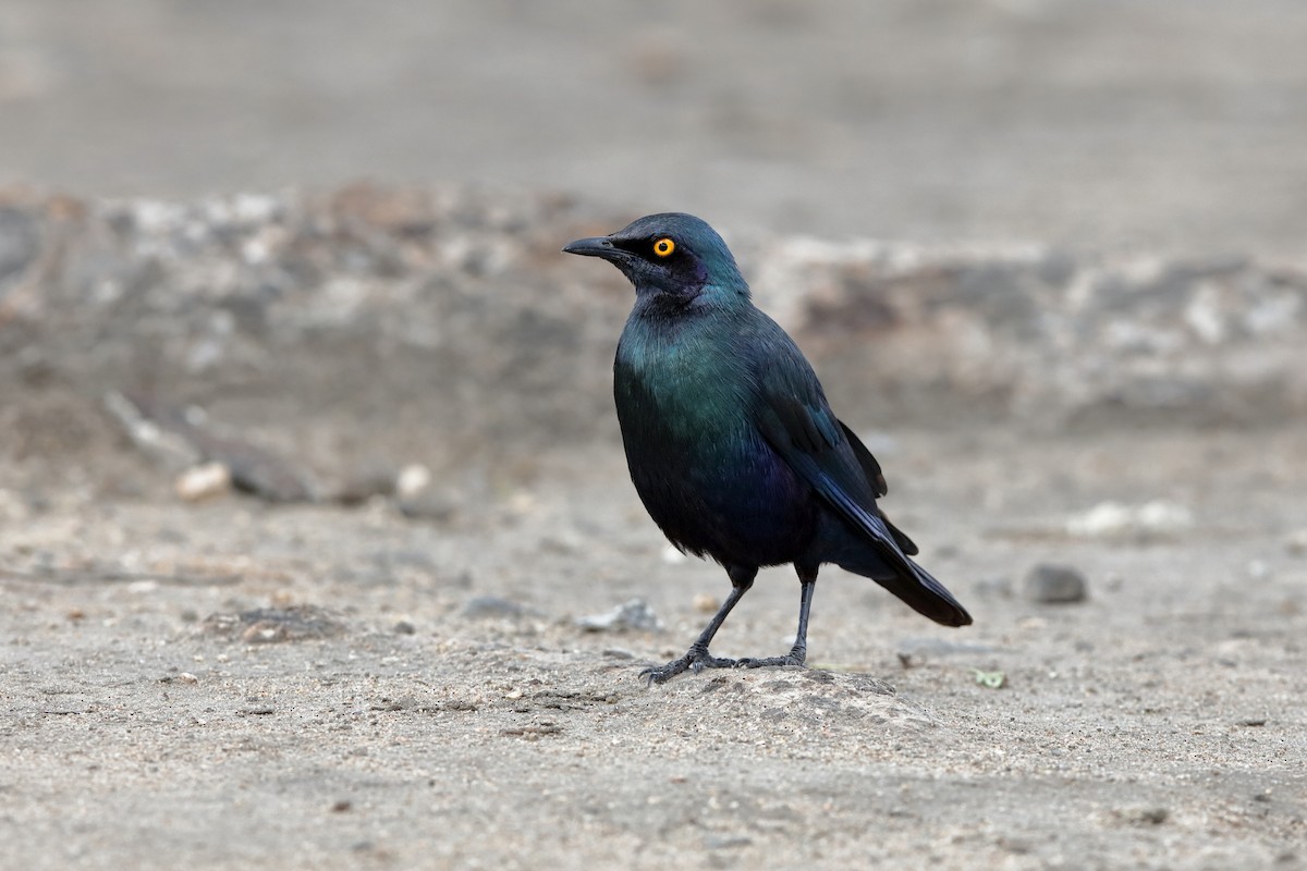 Greater Blue-eared Starling - ML204183781
