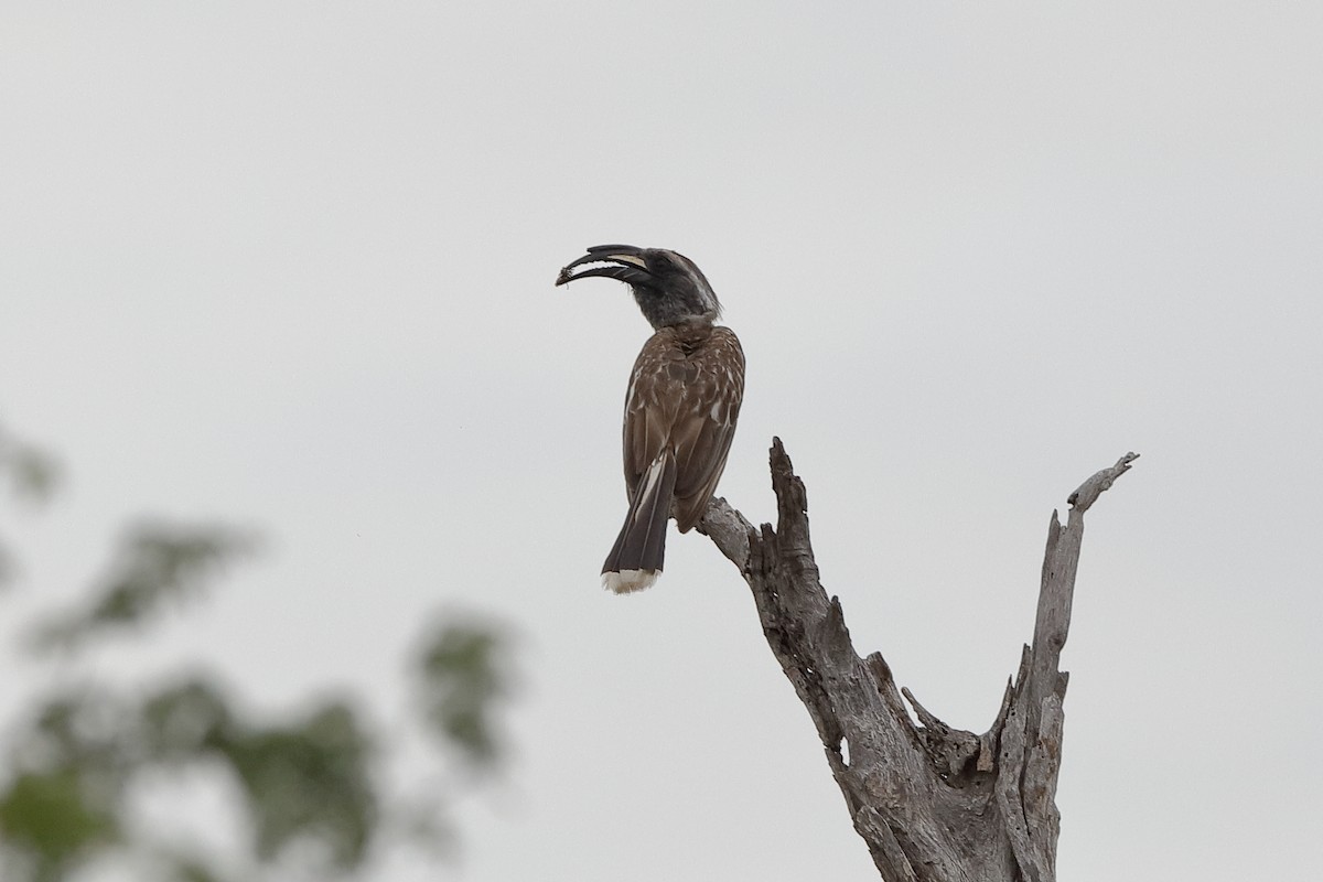 African Gray Hornbill - ML204183951