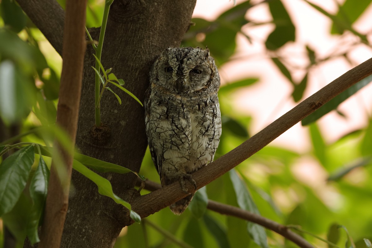 African Scops-Owl (African) - ML204183981