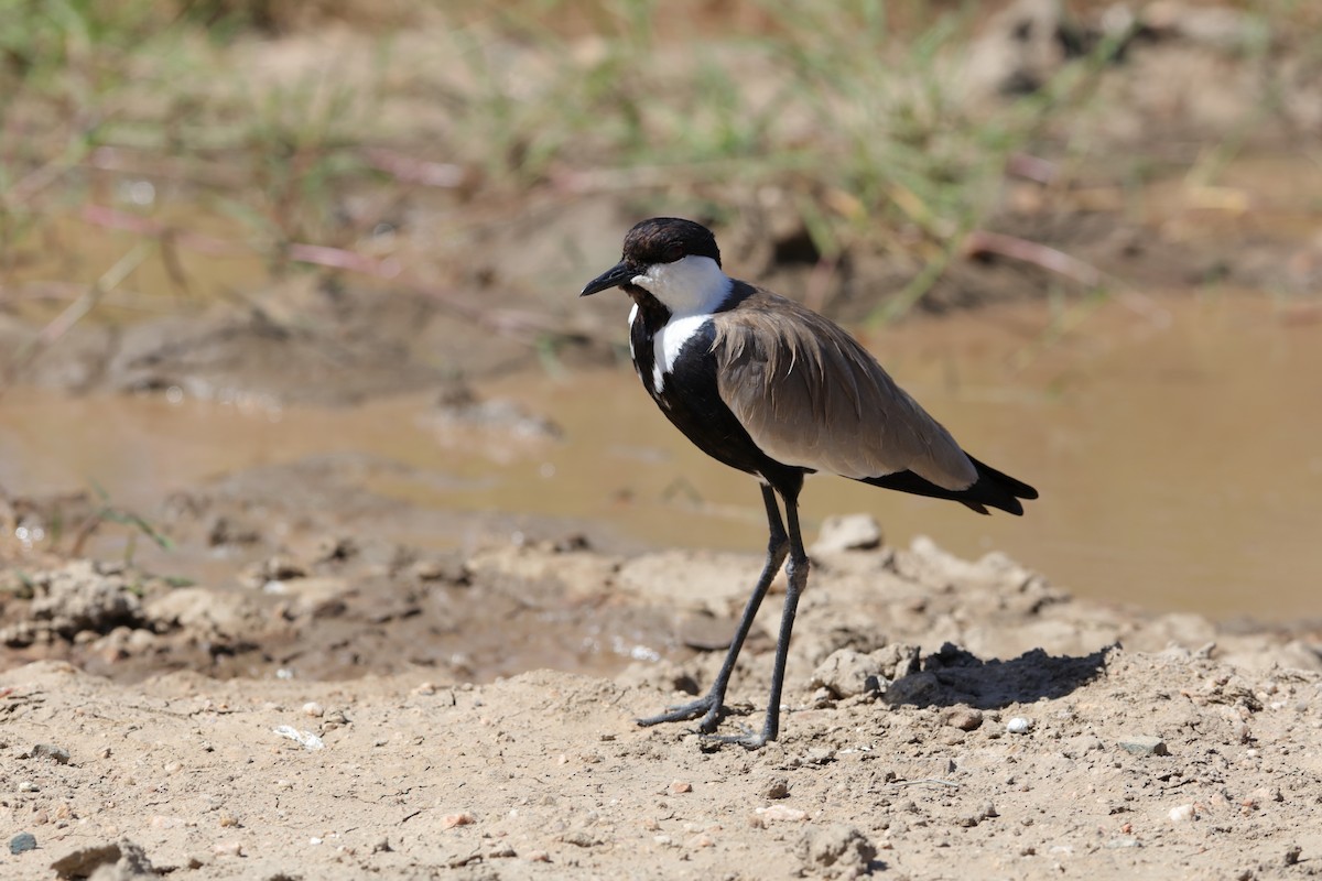 Spur-winged Lapwing - Holger Teichmann