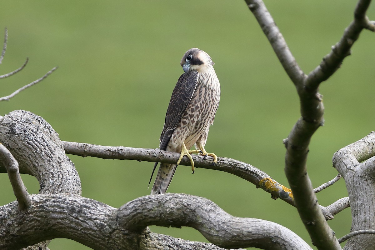 Peregrine Falcon (Eurasian) - Holger Teichmann