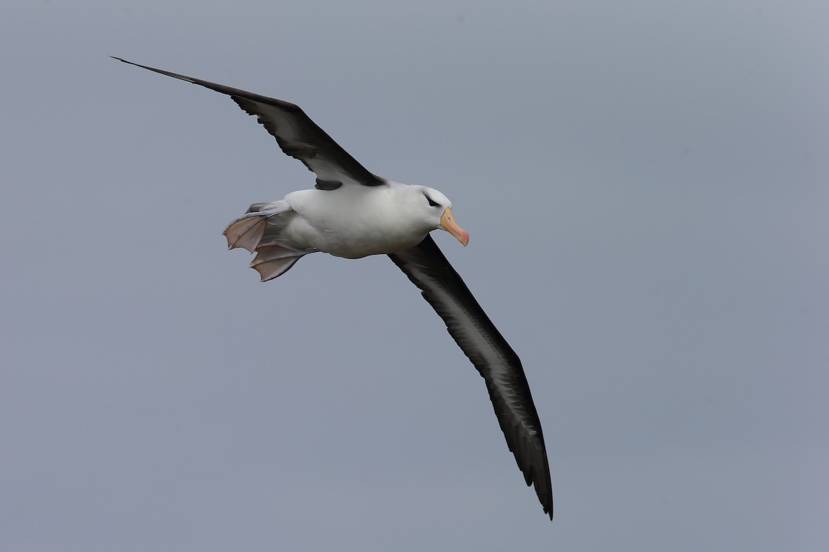 Black-browed Albatross - Holger Teichmann