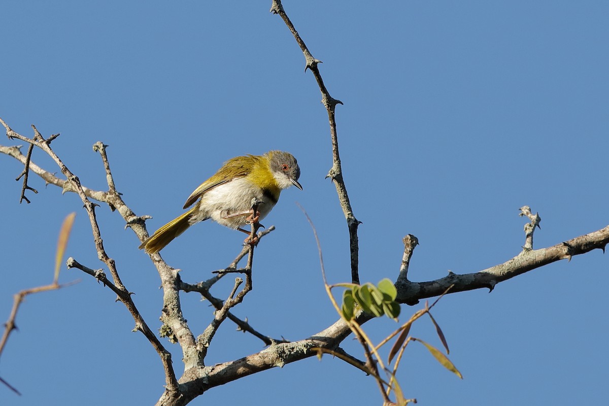Yellow-breasted Apalis - ML204186011