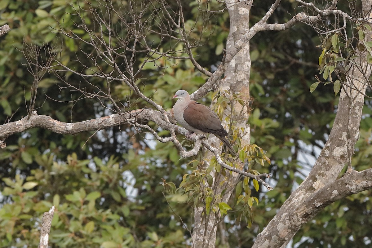 Mountain Imperial-Pigeon - ML204186621