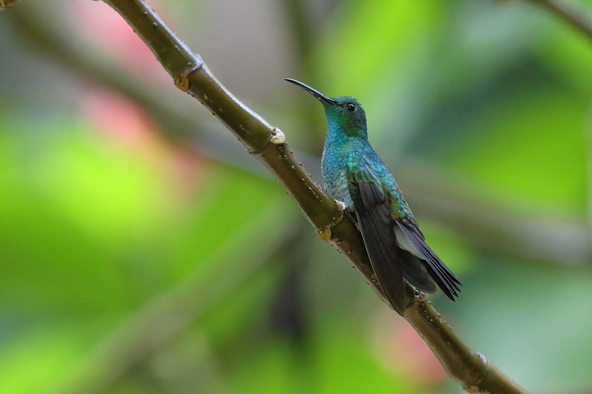 kolibřík bělořitý - ML204186851
