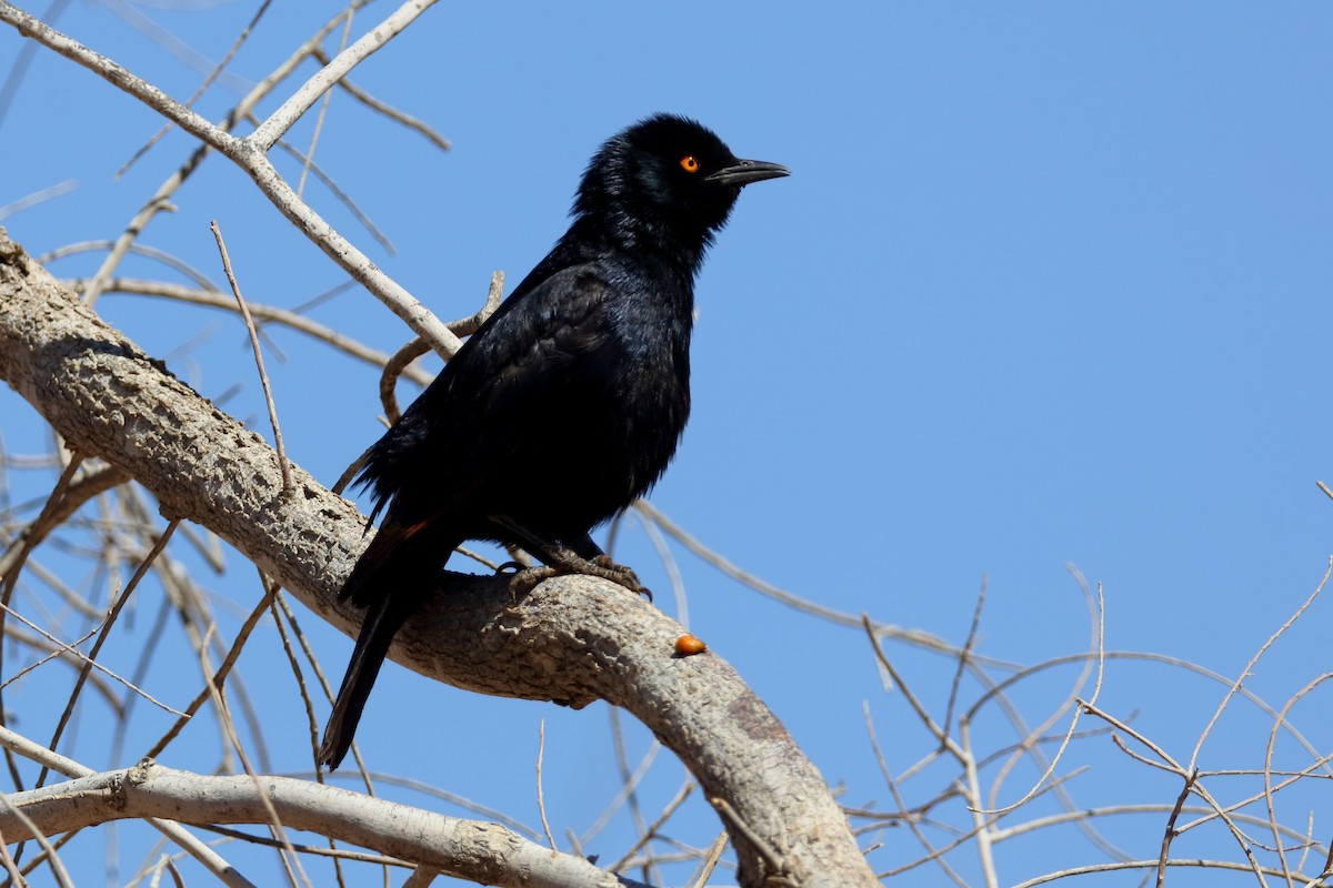Pale-winged Starling - ML204187401