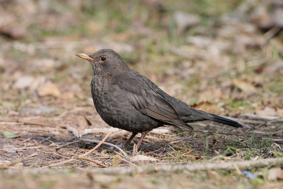 Eurasian Blackbird - Holger Teichmann