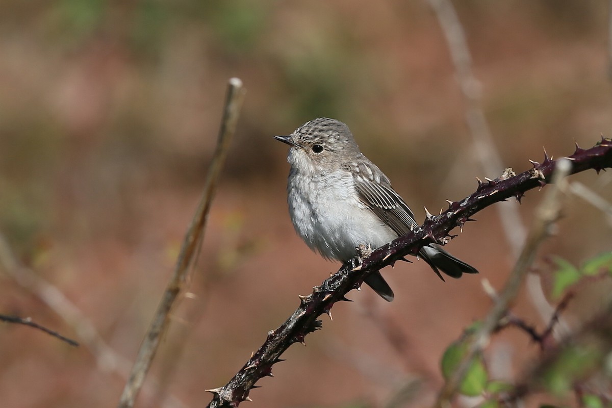 Spotted Flycatcher (Spotted) - Holger Teichmann