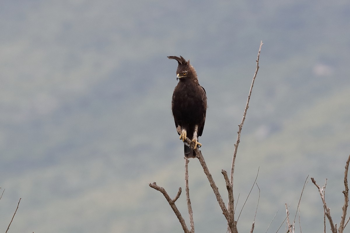 Long-crested Eagle - Holger Teichmann