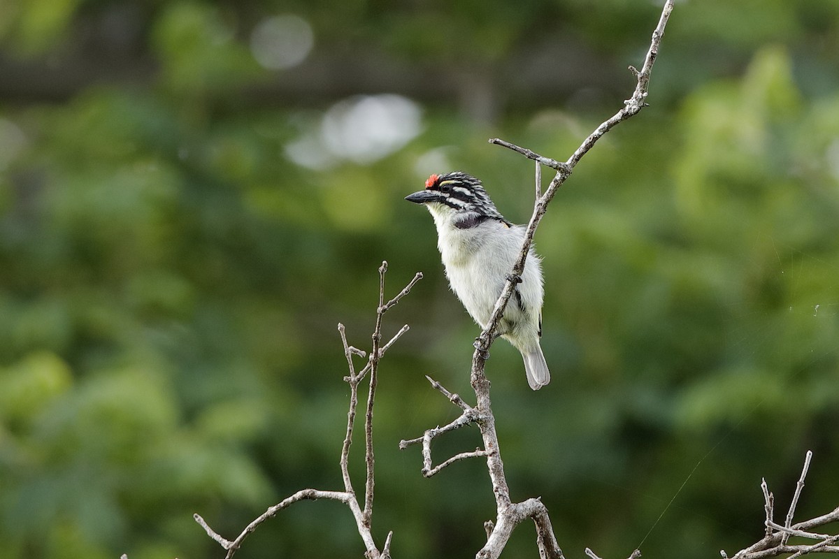 Red-fronted Tinkerbird - ML204188301
