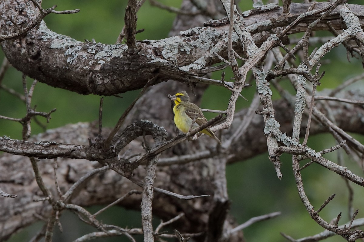 Yellow-fronted Canary - Holger Teichmann