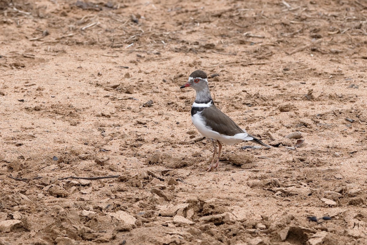Three-banded Plover (African) - Holger Teichmann